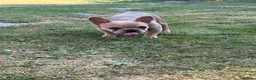 French Bulldog dogs for sale: 2 gorgeous French bulldog puppies *REDUCED* - Advert 2