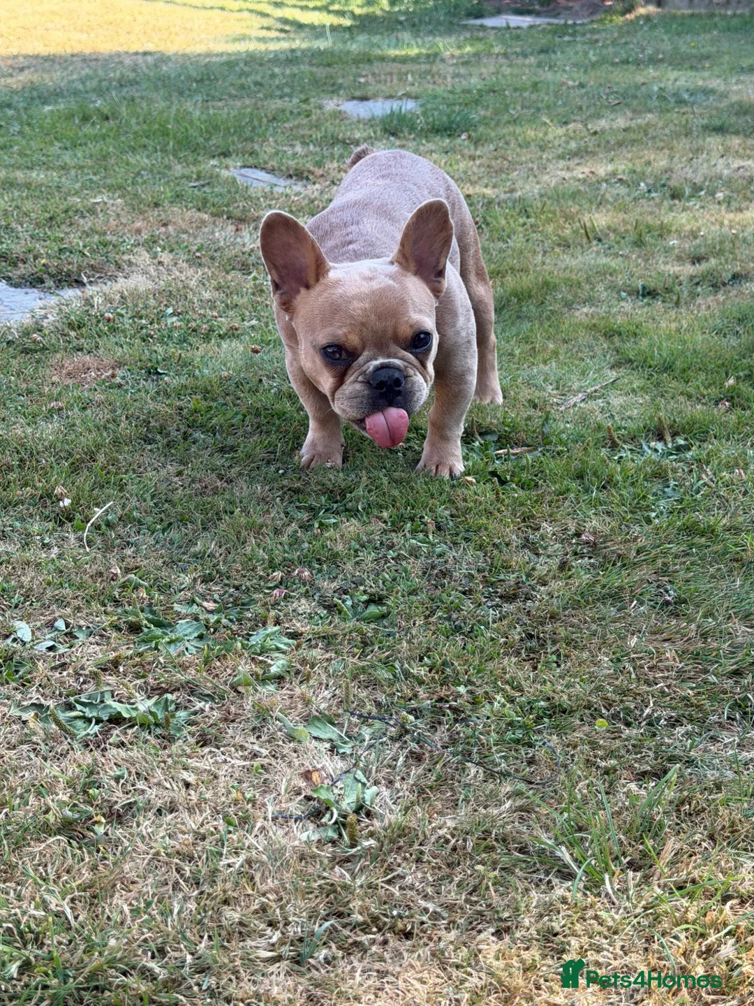 French Bulldog dogs for sale: 2 gorgeous French bulldog puppies *REDUCED* - Advert 2