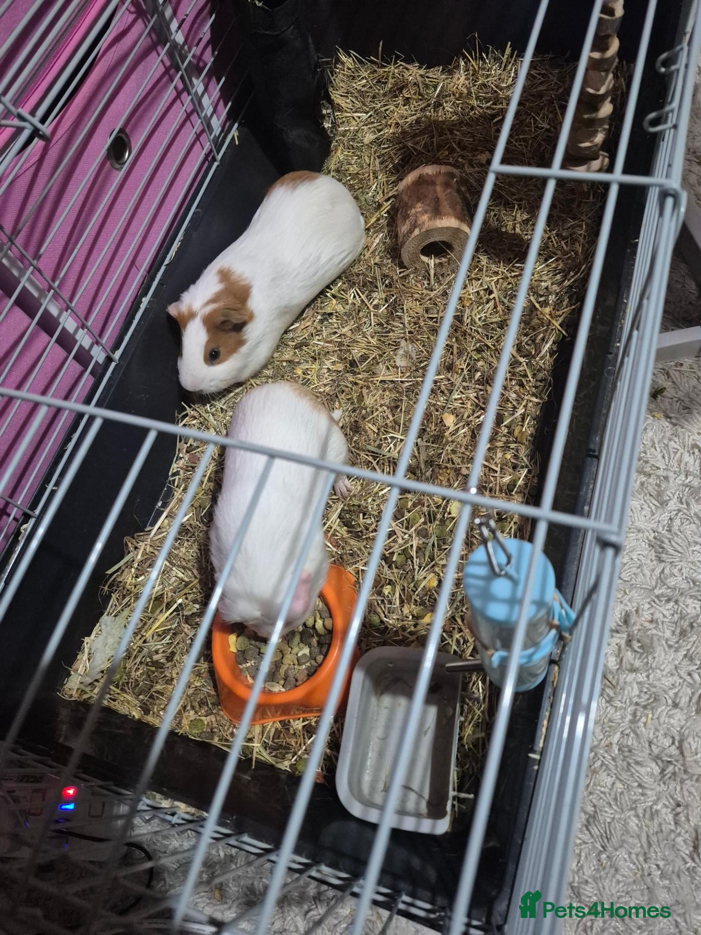 Guinea Pig rodents 2 bonded guinea pigs( brothers) - Advert 1