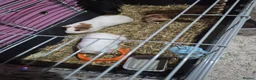 Guinea Pig rodents for sale: 2 bonded guinea pigs( brothers) - Advert 1