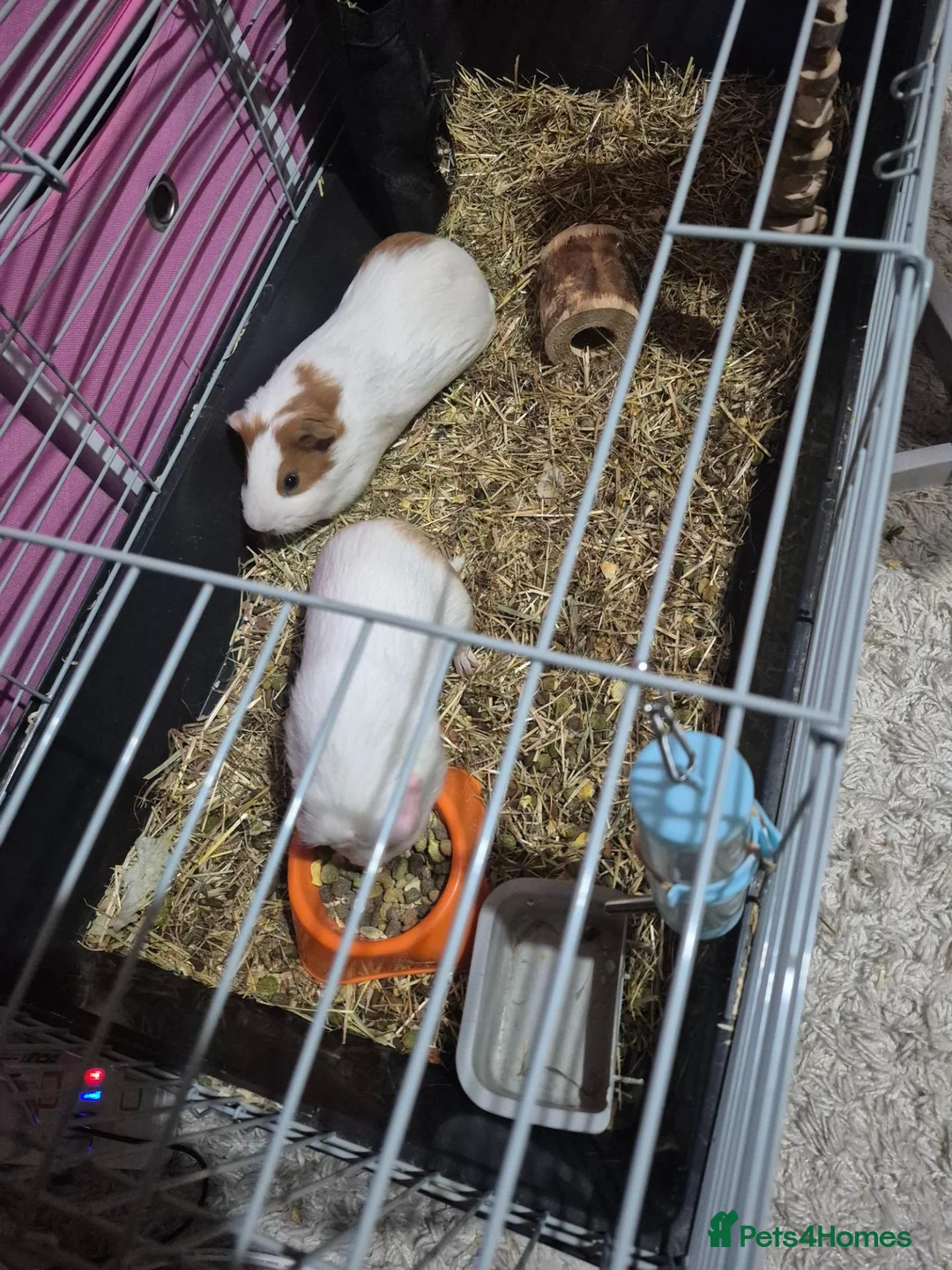 Guinea Pig rodents for sale: 2 bonded guinea pigs( brothers) - Advert 1