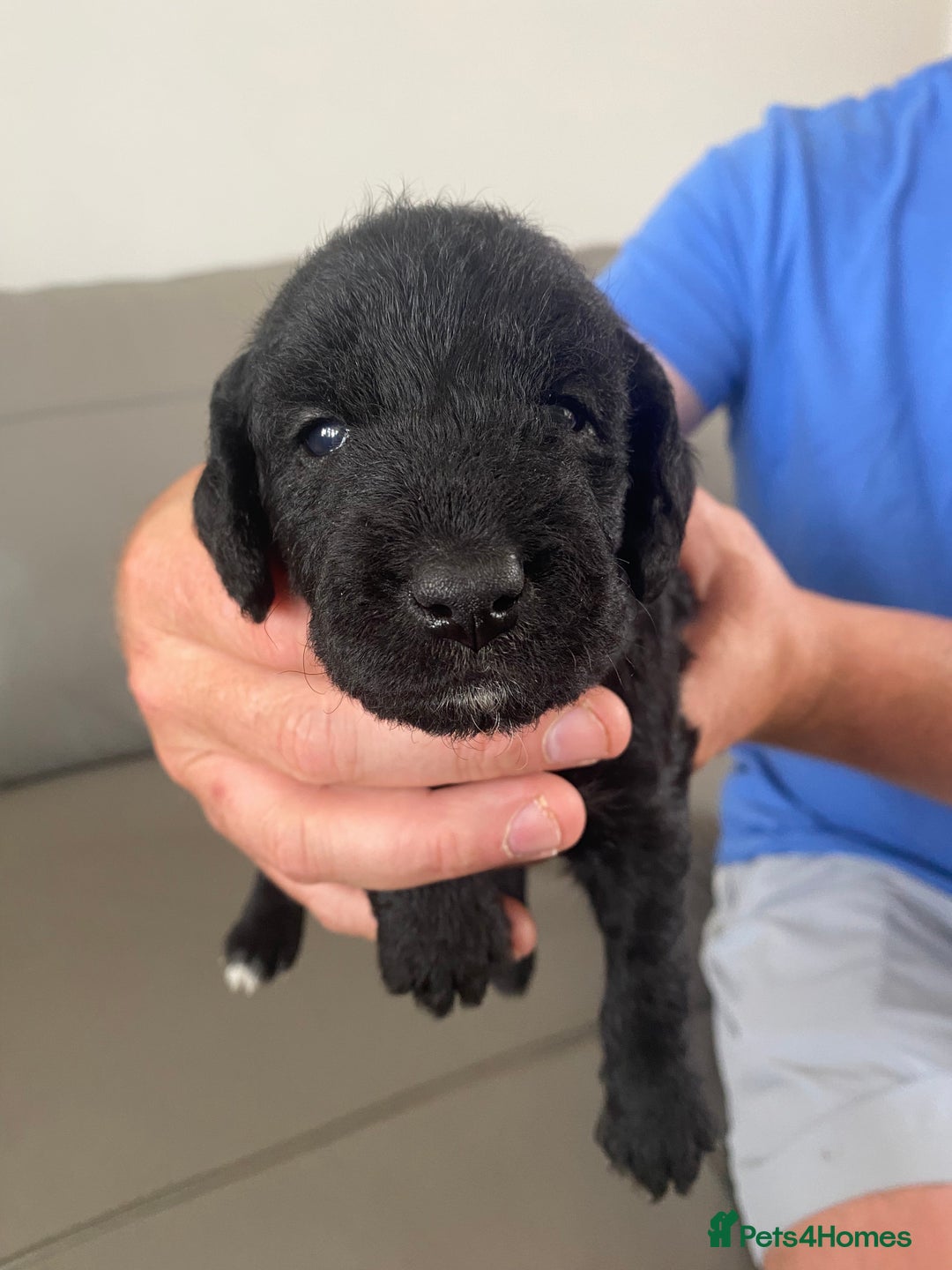 Bedlington Terrier dogs for sale: KC registered Bedlington terrier puppies - Image 5