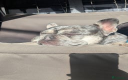 French Bulldog dogs for sale: Merle Frenchie looking for a new home  - Image 2