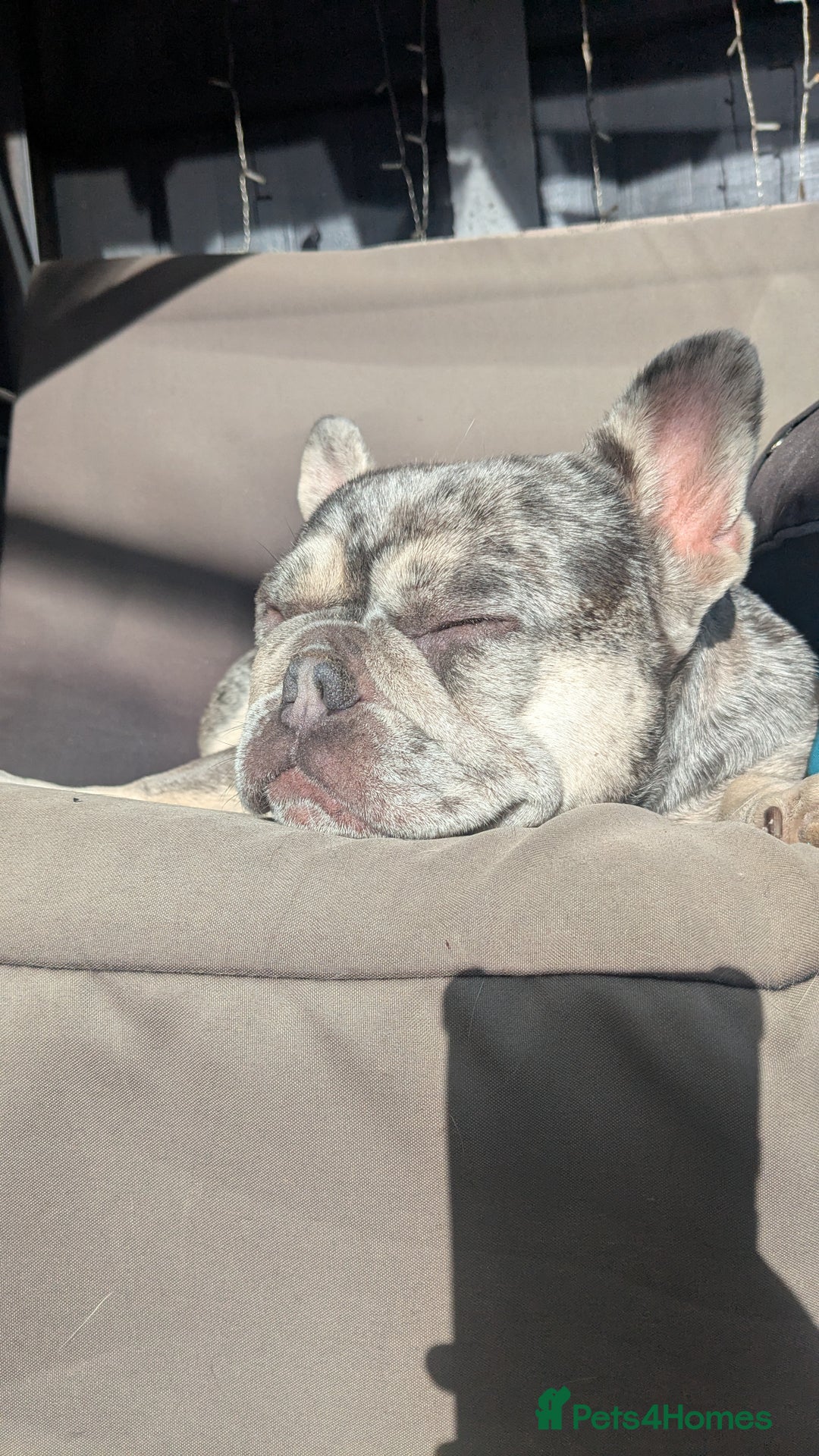 French Bulldog dogs for sale: Merle Frenchie looking for a new home  - Image 2