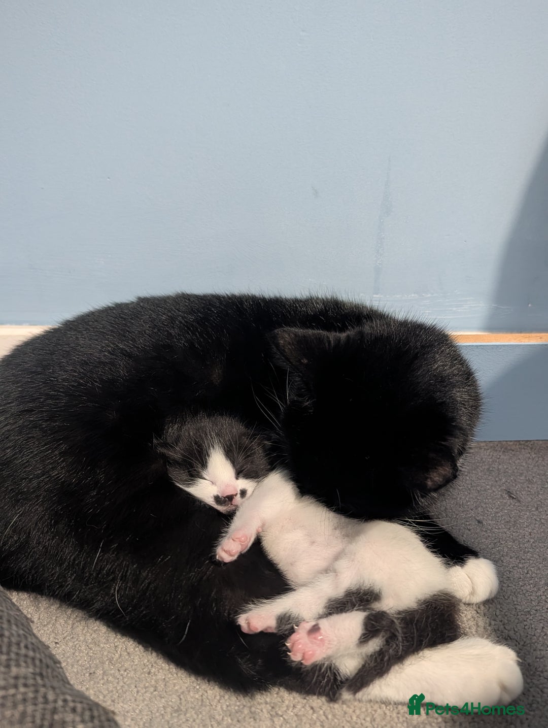 Domestic Shorthair cats for sale: Cute little black and white kitten - Advert 9