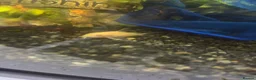 Tetras fish for sale: Fish and tank for sale  in Dover - Advert 9