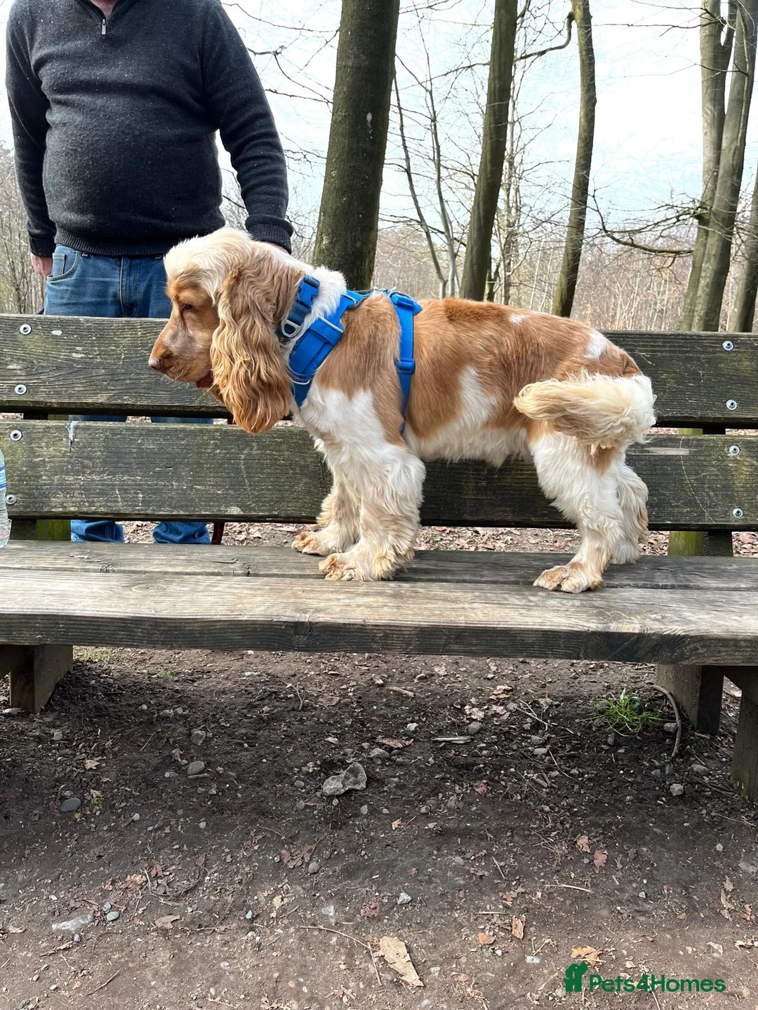 Cocker Spaniel dogs for stud: Orange Roan KC reg Show Cocker Spaniel Stud - Advert 8