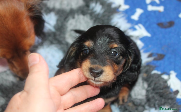 Dachshund dogs - Advert 7
