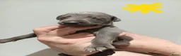 Whippet dogs for sale: KC Registered Whippet Puppies - Advert 14