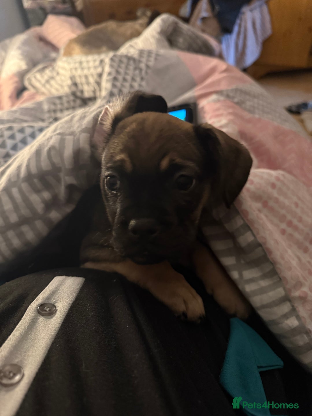 Mixed Breed dogs for sale: french bull dog x carin terrier girls x - Image 12