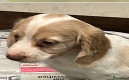 Cocker Spaniel dogs for sale: Working Cocker Spaniels - Image 17