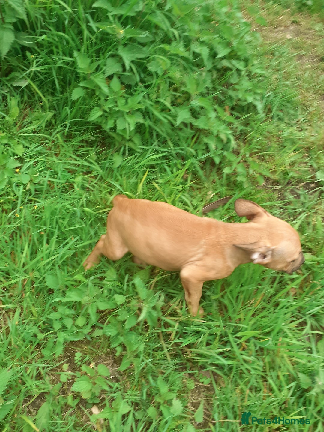 Mixed Breed dogs for sale: Frenglish puppies ready now - Image 12