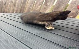 Mixed Breed cats for sale: Kittens ready to leave  - Image 20