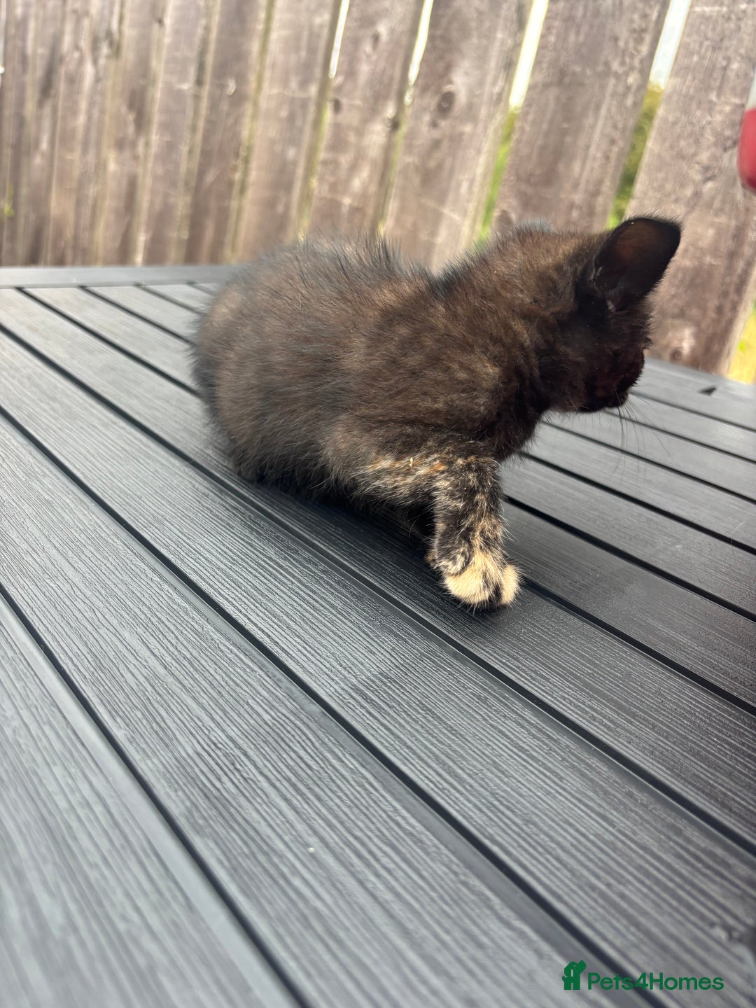 Mixed Breed cats for sale: Kittens ready to leave  - Image 20