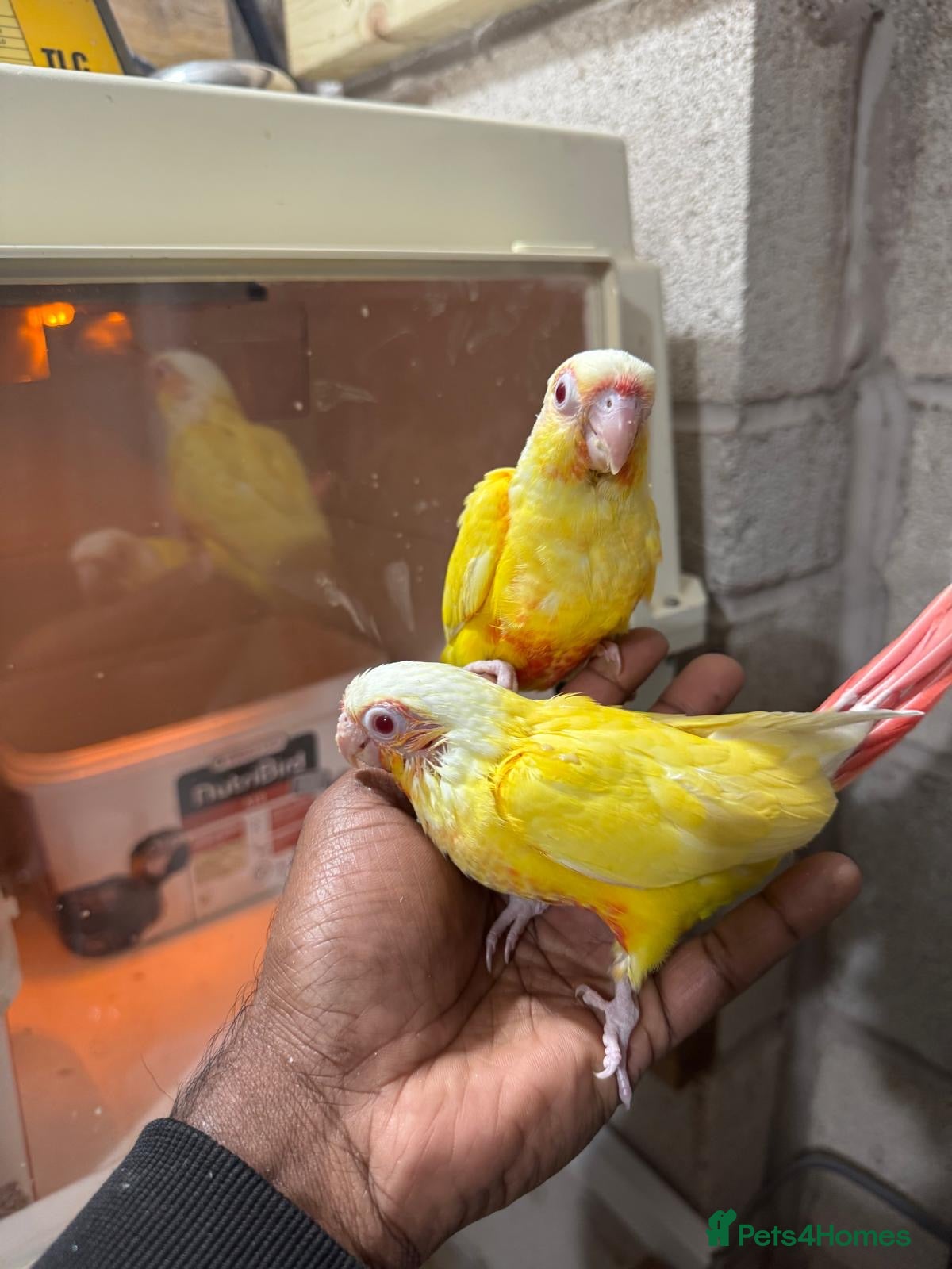 Conures birds HAND REARED GREEN CHEEKS CONURE  - Advert 1