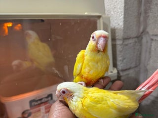 Conures birds HAND REARED GREEN CHEEKS CONURE - Advert 1