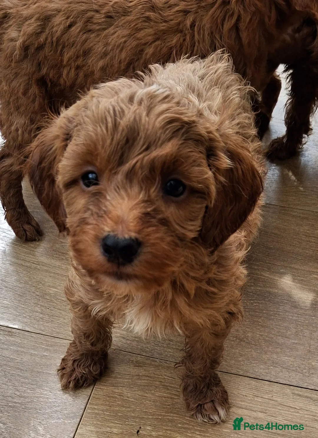 Cockapoo dogs for sale: ** BEAUTIFUL LITTER OF COCKAPOO PUPPIES ** - Advert 37