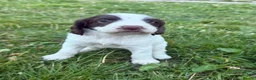 Sprocker dogs for sale: Sprocker puppies for sale  - Advert 5