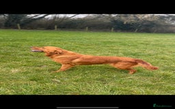 Golden Retriever dogs for stud: HEATH TESTED RED GOLD RETRIEVER  - Image 1