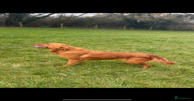 Golden Retriever dogs - Advert 2