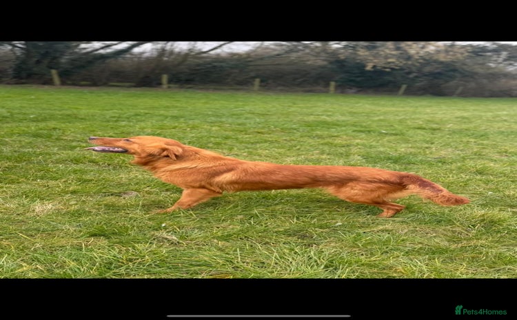 Golden Retriever dogs - Advert 4
