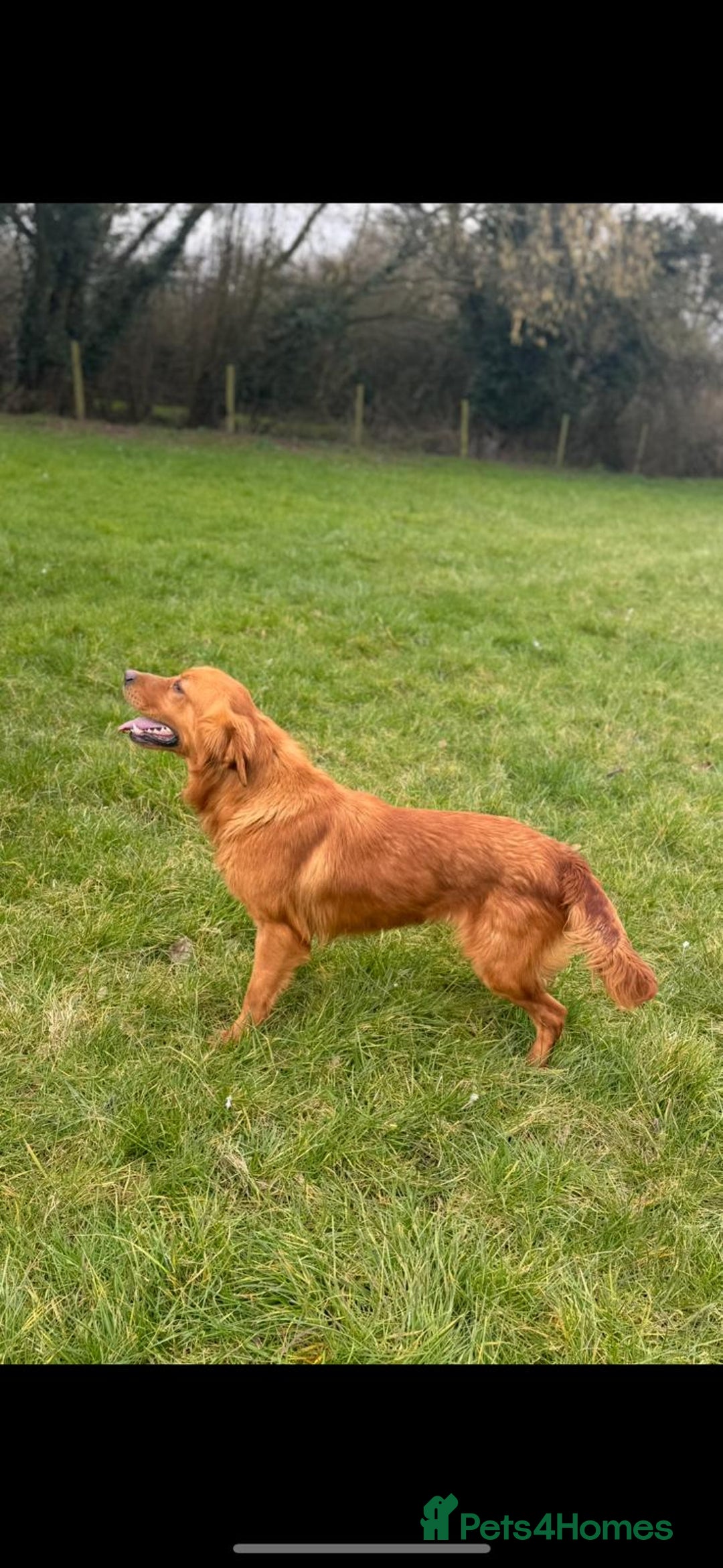 Golden Retriever dogs for stud: HEATH TESTED RED GOLD RETRIEVER  - Image 1