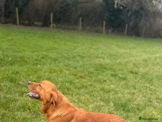 Golden Retriever dogs PROVEN HEATH TESTED RED GOLD RETRIEVER - Advert 11