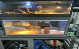 Tortoise reptiles for sale: 2 x horsfield female tortoises 1 x Herman  - Image 1