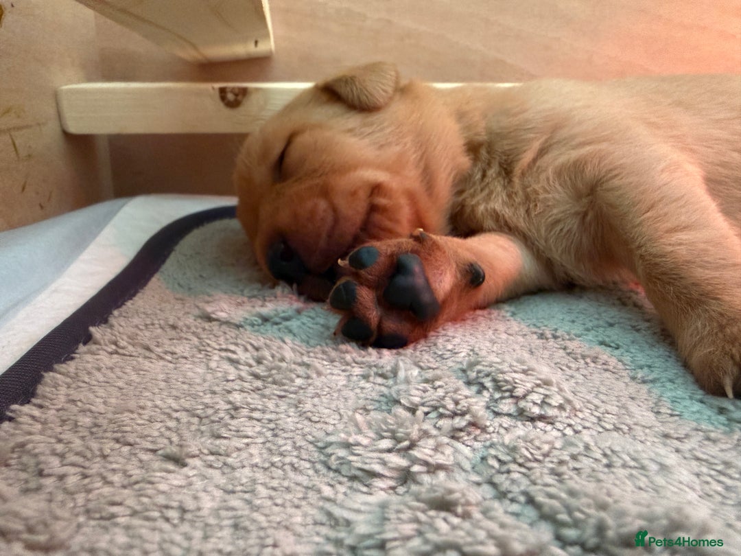 Labrador Retriever dogs for sale: Fox Red Labrador Pup's - 1 male left - Advert 10