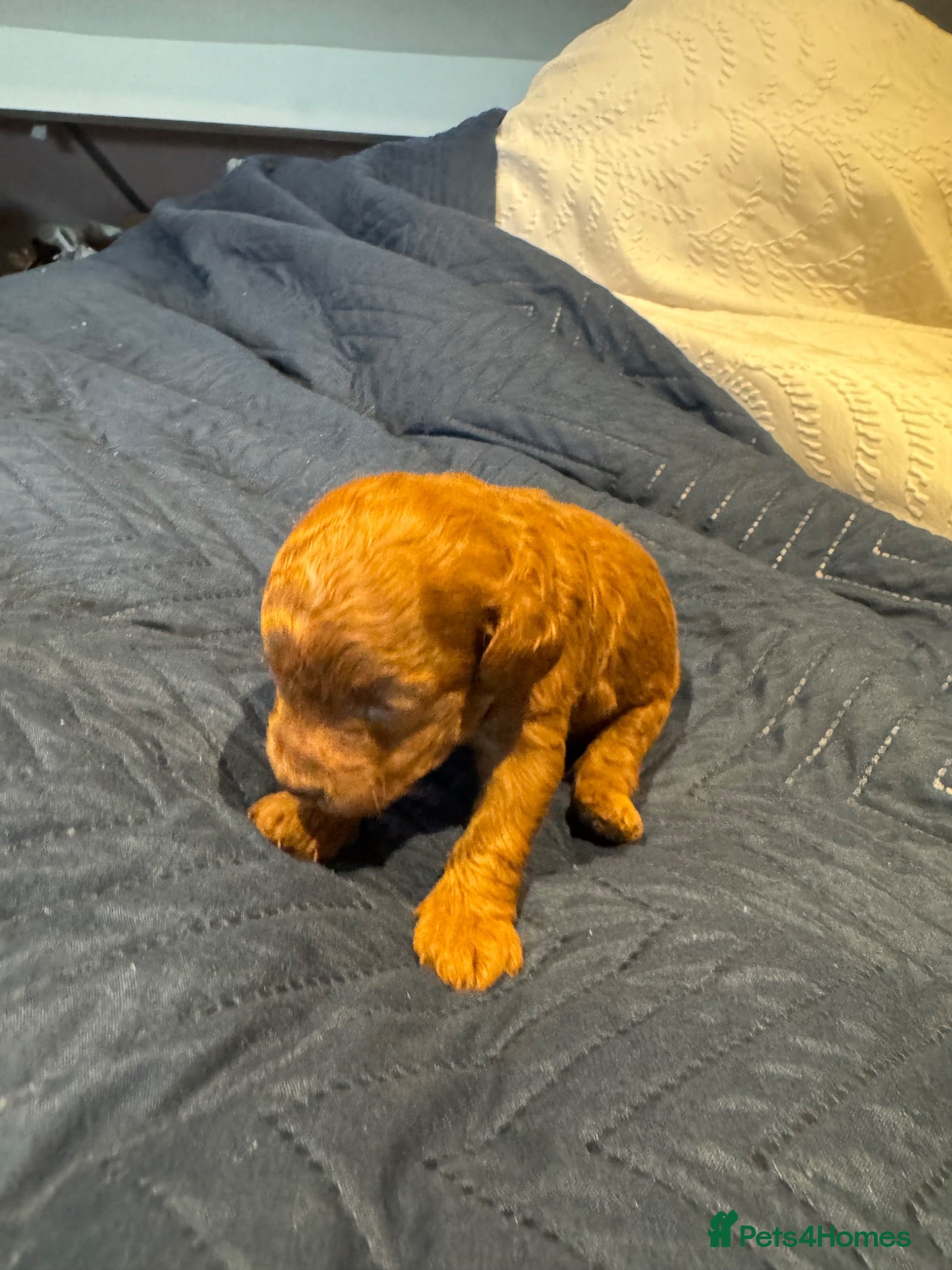 Toy Poodle dogs ( Arthur) Boy Toy Poodle  - Advert 2