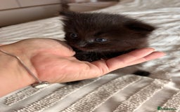 Ragdoll cats for sale: Gorgeous fluffy Ragdoll x kitten  - Image 7