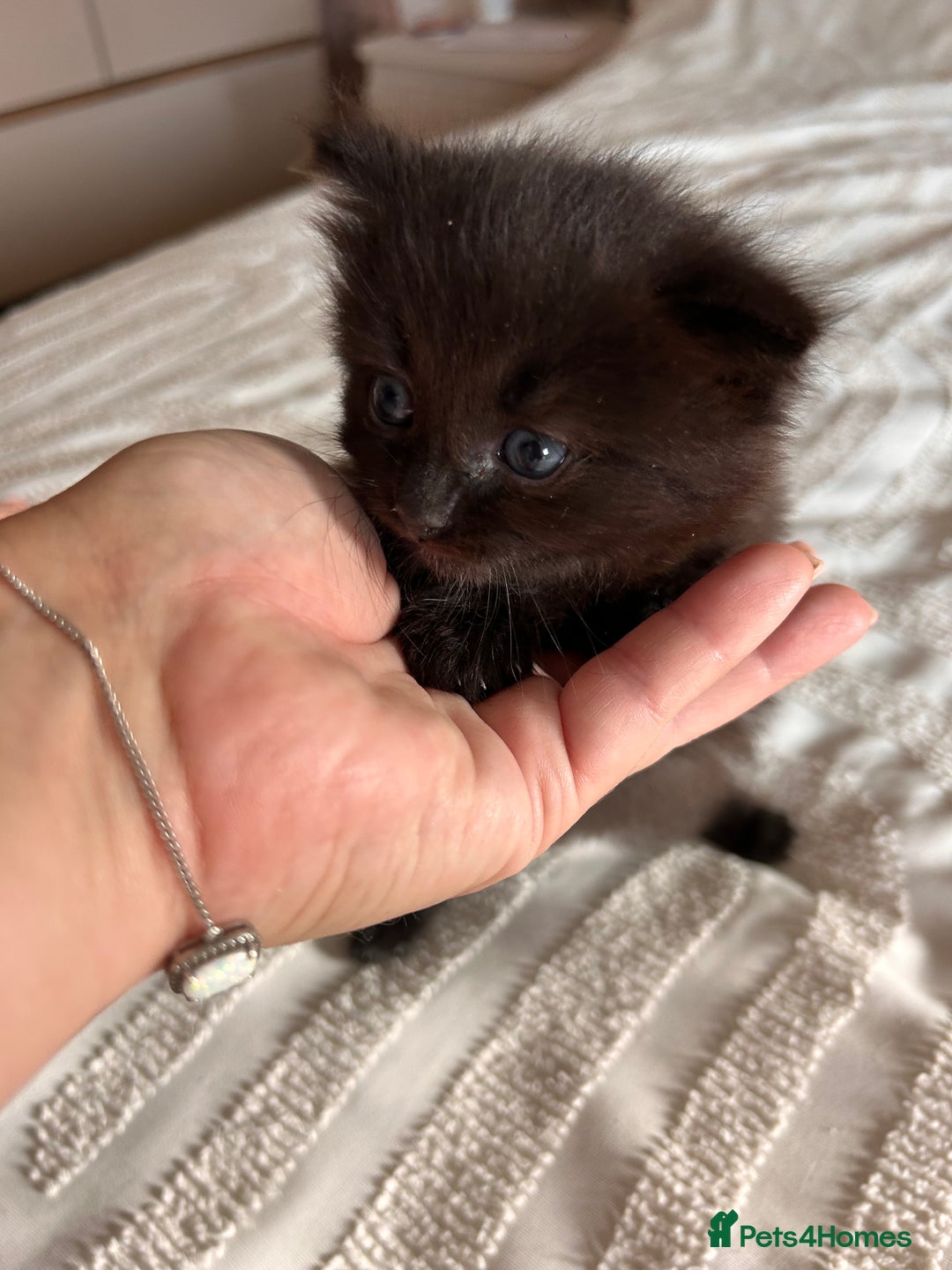 Ragdoll cats for sale: Gorgeous fluffy Ragdoll x kitten  - Image 7