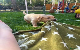 Labrador Retriever dogs for sale: Home bred working Labrador puppies - Image 21