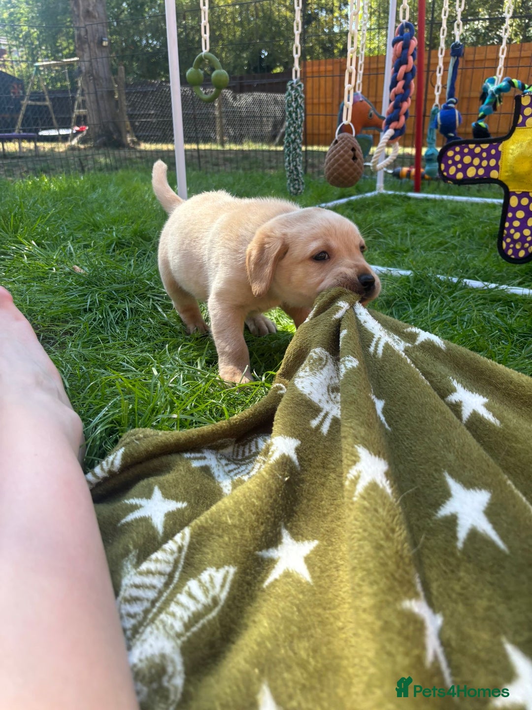 Labrador Retriever dogs for sale: Home bred working Labrador puppies - Image 21