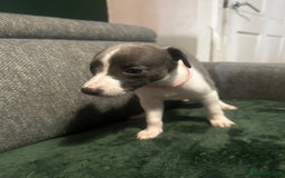 Whippet dogs for sale: stunning blue&white whippets only 2 boys available - Image 23