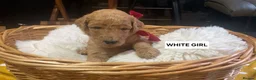 Goldendoodle dogs for sale: READY NOW Last Remaining F2b Goldendoodle puppies  - Advert 21