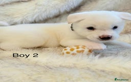 Akita dogs for sale: Akita puppies 4 - 2 boys 2 girls  - Image 12