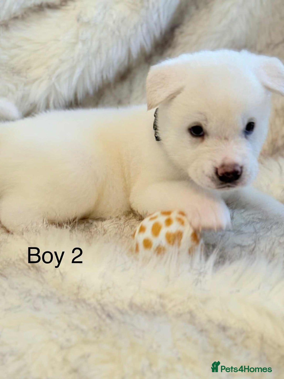 Akita dogs for sale: Akita puppies 4 - 2 boys 2 girls  - Image 12