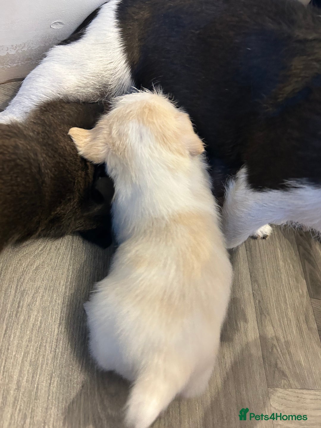 Jack Russell dogs for sale: Beautiful Jack Russell Pups 1 boy/ 1 girl  - Image 14