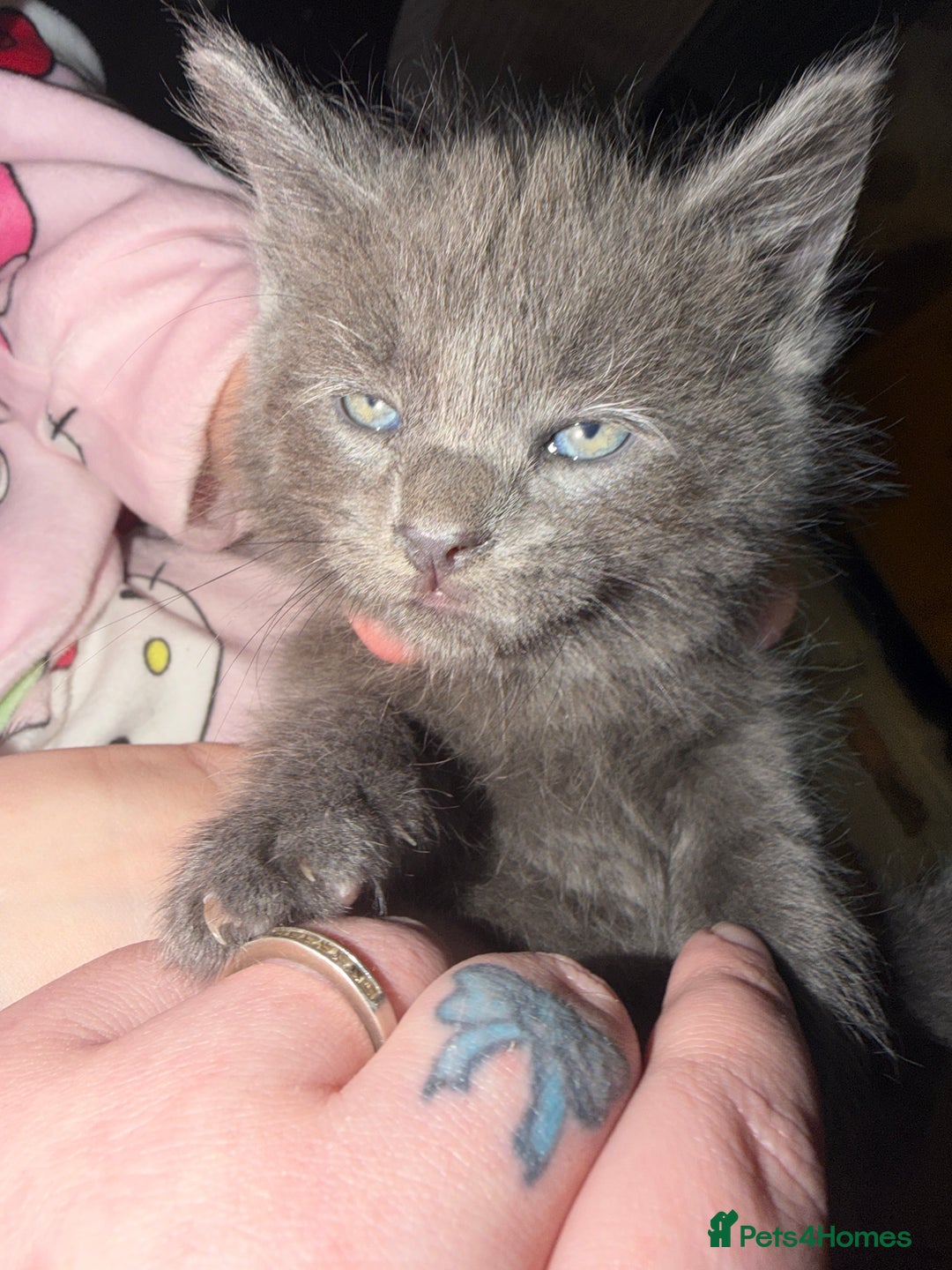 Ragdoll cats for sale: 6 Beautiful Ragdoll cross Domestic shorthair - Advert 14