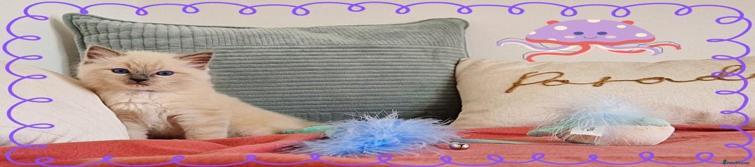 Ragdoll Kitten 4