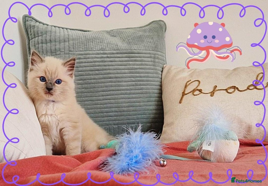 Ragdoll cats for sale: Top-Quality Pedigree Ragdoll Kittens - 3 AVAILABLE - Image 29