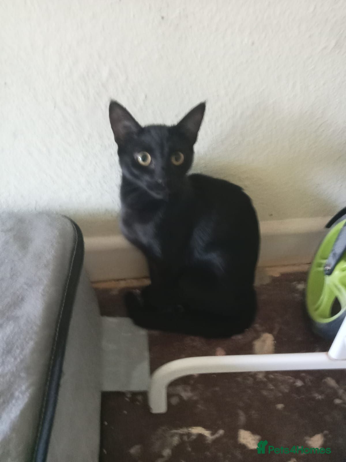 Mixed Breed cats for me its a cry for help - Advert 4