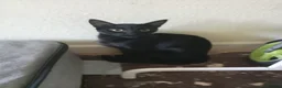 Mixed Breed cats for sale: for me its a cry for help - Advert 1