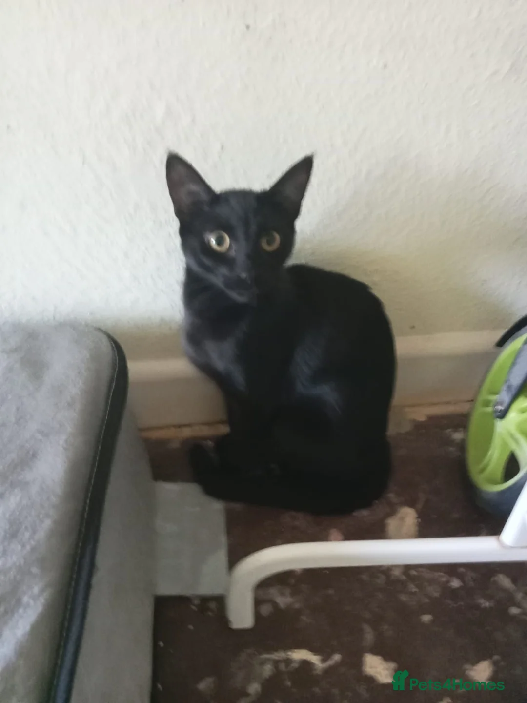 Mixed Breed cats for sale: for me its a cry for help - Advert 1