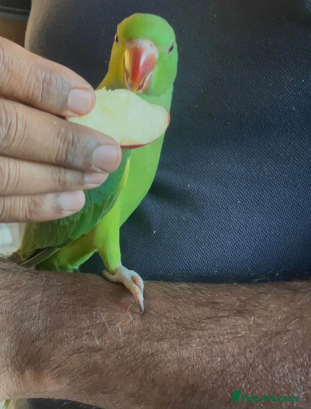 Ringnecks birds for sale: Indian Ringneck  - Advert 2