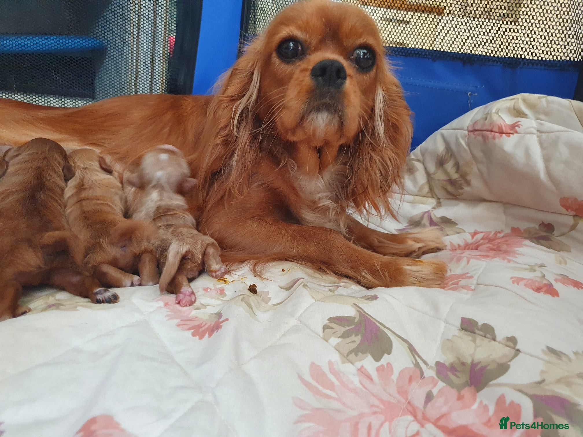 Cavapoo dogs Cavapoo puppies - Advert 12