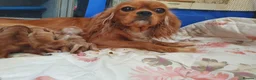 Cavapoo dogs for sale: Cavapoo puppies - Advert 1