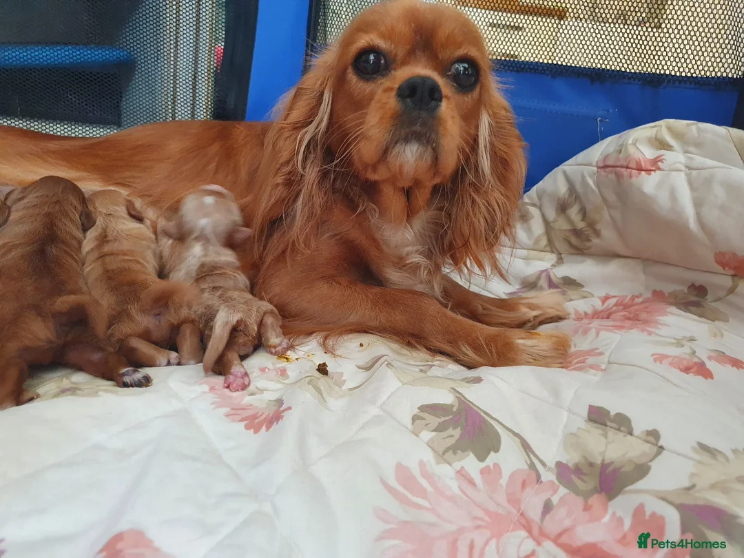 Cavapoo dogs for sale: Cavapoo puppies - Advert 1