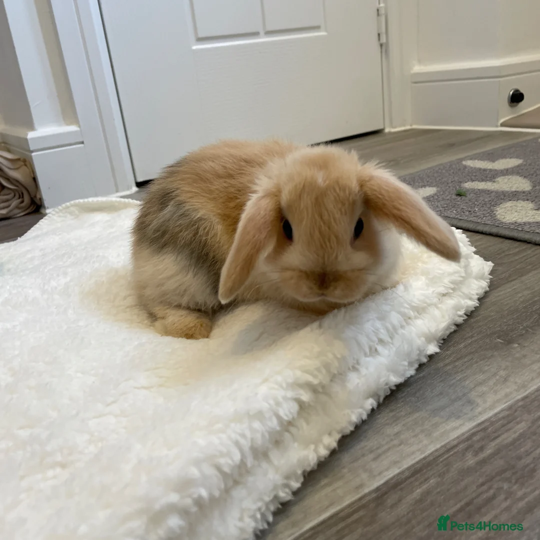 Mini Lop rabbits for sale: Beautiful mini lops for sale  - Advert 5